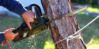 Best Tree Trimming and Pruning  in Silver Spring, MD