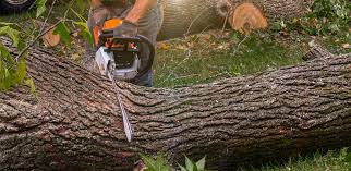 Best Lawn Disease Treatment  in Silver Spring, MD