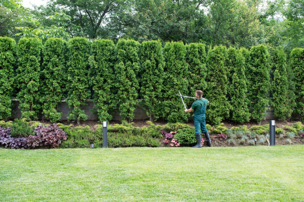 Best Hedge Trimming  in Silver Spring, MD