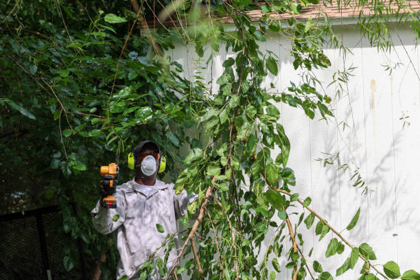 Best Tree Preservation Services  in Silver Spring, MD