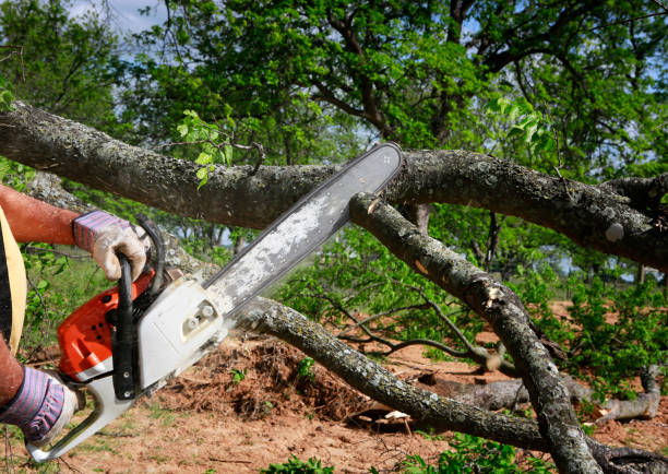 How Our Tree Care Process Works  in  Silver Spring, MD