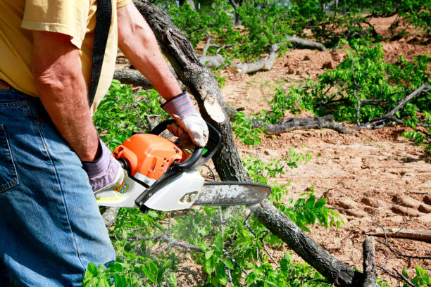 Best Aeration Services  in Silver Spring, MD